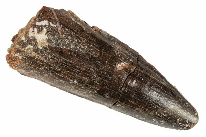 Fossil Spinosaurus Tooth - Real Dinosaur Tooth #215362